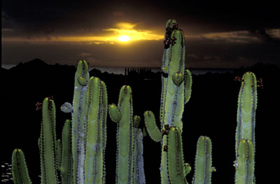 Euphorbia canariensis